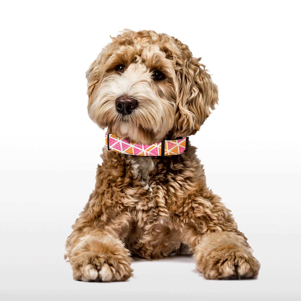 Plush Collar - GeoFlare