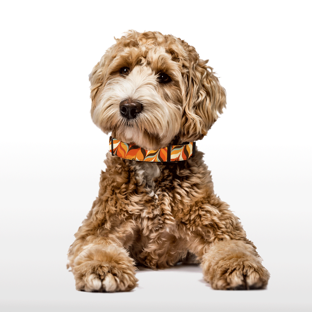 Plush Collar - Retro Radiance