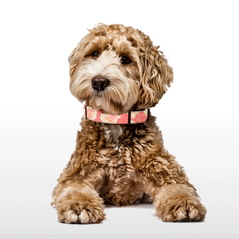 Plush Collar - Blossom Bling - Pink