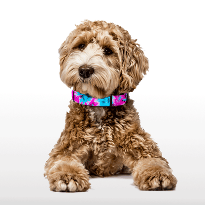Plush Collar - Paw Pulse